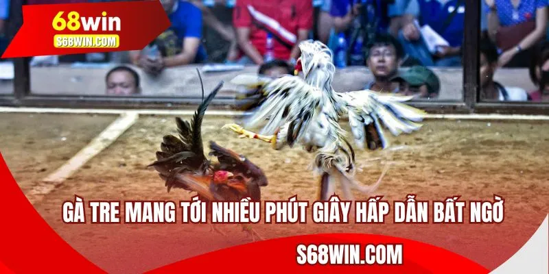 Gà tre mang tới nhiều phút giây hấp dẫn bất ngờ
