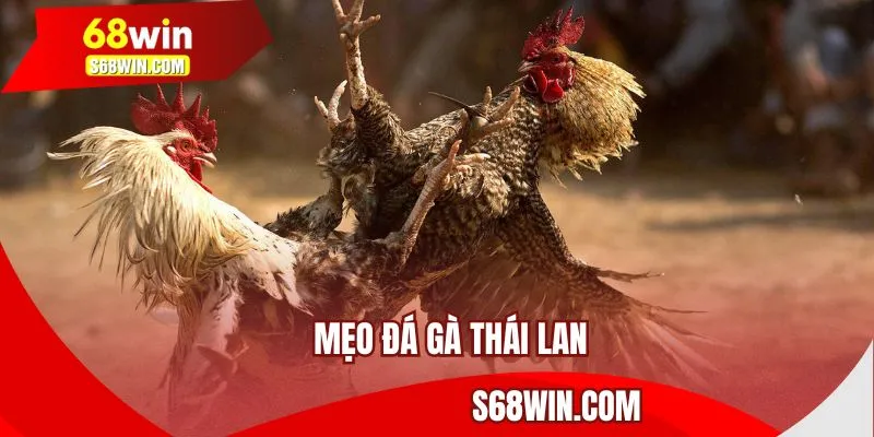 mẹo đá gà thái lan